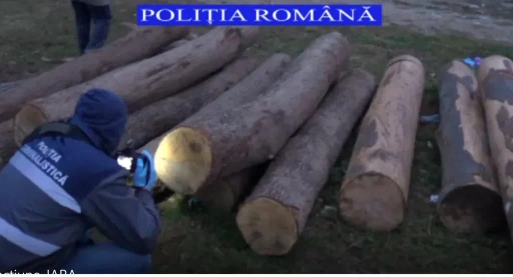 Vâlcea: Percheziții la persoane bănuite de tăiere ilegală și furt de arbori.